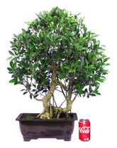 Ficus Retusa (Specimen) #130